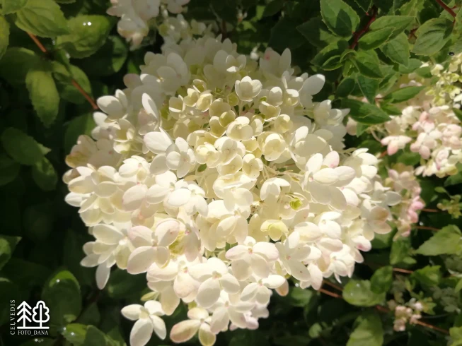 Hydrangea paniculata   'Bombshell'